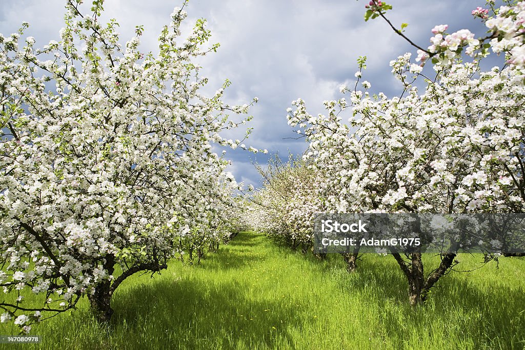 Frutteto di primavera 2 - Foto stock royalty-free di Agricoltura