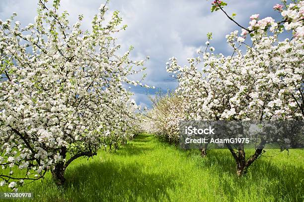 Frutteto Di Primavera 2 - Fotografie stock e altre immagini di Agricoltura - Agricoltura, Albero, Ambientazione esterna