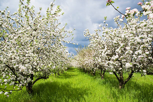 Spring orchard 2 stock photo