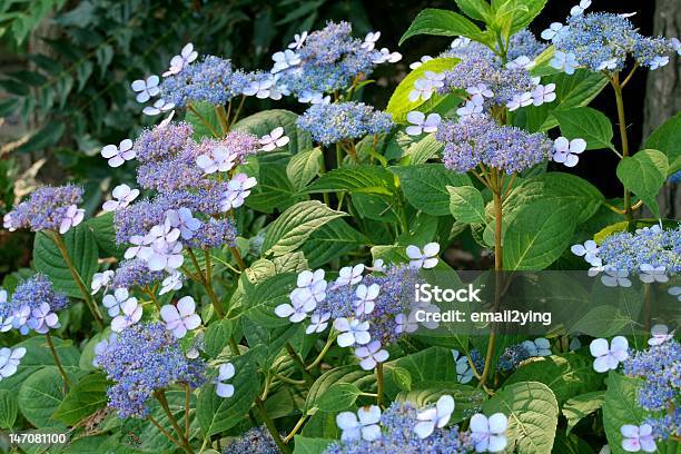 Blue Lacecap Hydrangea Stock Photo - Download Image Now - Blue, Bush, Flower