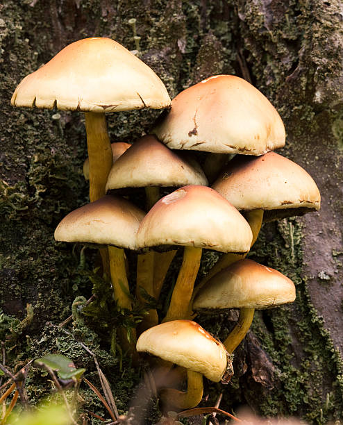 버섯 - 끈적버섯과 이미지 뉴스 사진 이미지