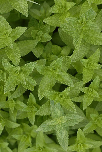 Fresh Mint Background stock photo