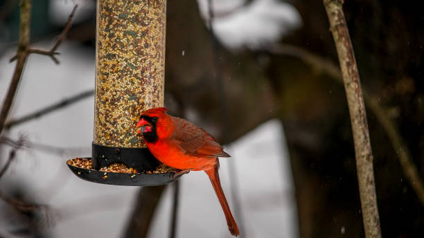 istock Northern cardinal male at bird feeder 1470812240