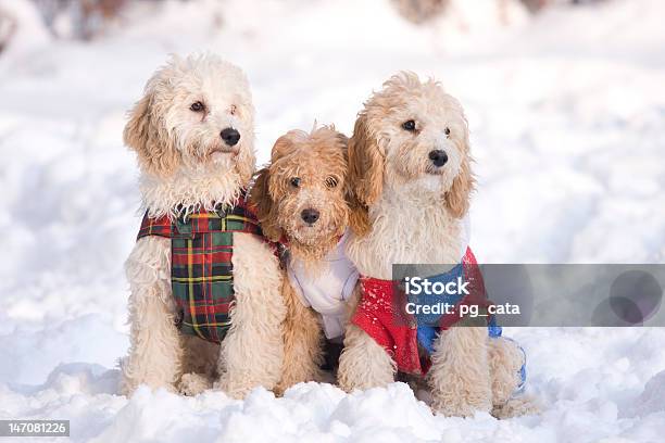Três Cachorros Na Neve - Fotografias de stock e mais imagens de Amizade - Amizade, Animal, Animal de Estimação