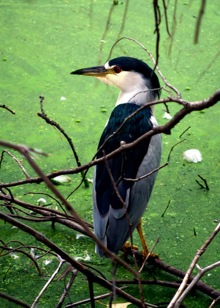 Black-crowned Night Heron Black-crowned Night Heron standing on bank of algae covered pond. black crowned night heron nycticorax nycticorax stock pictures, royalty-free photos & images