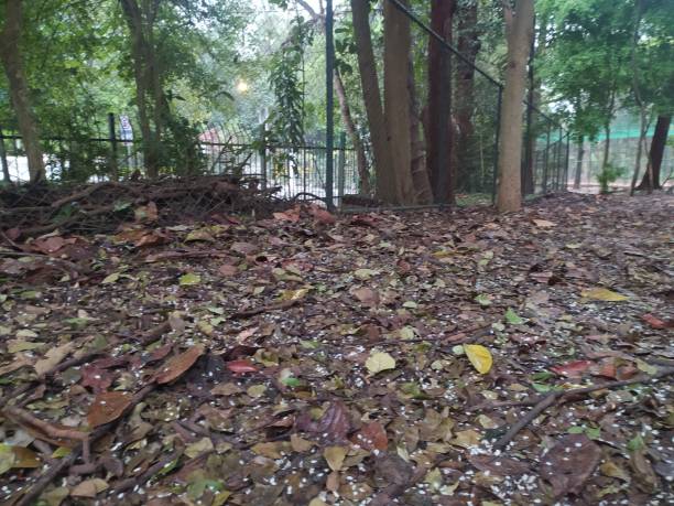 istock Dog run at Aclimacao public park 1470812523