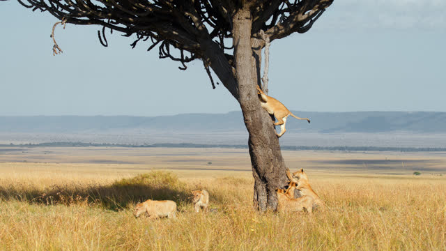 SLOW MOTION Lion climbing tree in wildlife reserve landscape