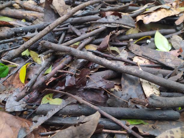istock Sticks, tree branches and dry leaves on the earth 1470813567