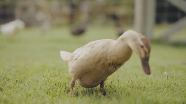 Young domestic duck or goose on the farm.