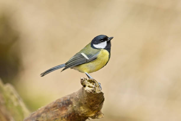 istock Great Tit perching on wood branch 1470814788