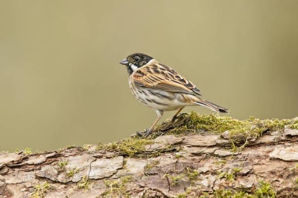 istock Reed Bunting perching on wood branch 1470814810
