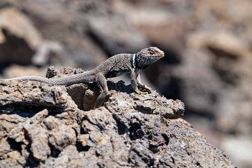 a Lizard soaks up the sun near Gerlach, Nevada