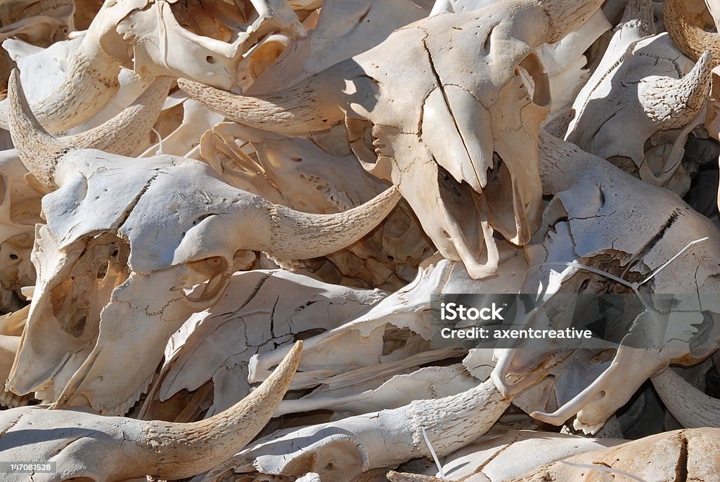 Bovinos Skulls - Royalty-free Animal Foto de stock