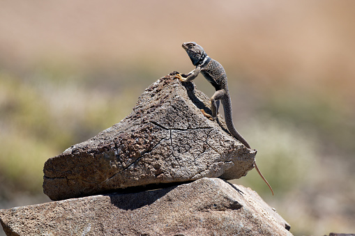 coast horned lizard (Phrynosoma coronatum) is a species of phrynosomatid lizard which can be found in Baja California Sur