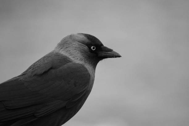 istock a close up of a bird in black and white 1470815863
