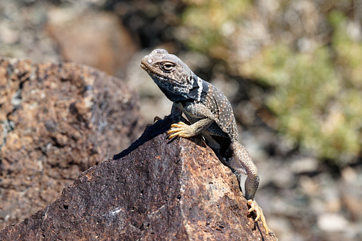 a Lizard soaks up the sun near Gerlach, Nevada