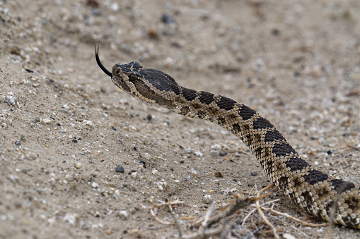 a snake crosses the road near Gerlach, Nevada