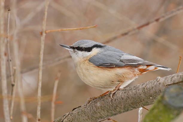 nuthatch stock photo