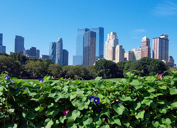 istock Early morning in Central Park 147081646