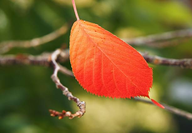 Red autumn leaf stock photo