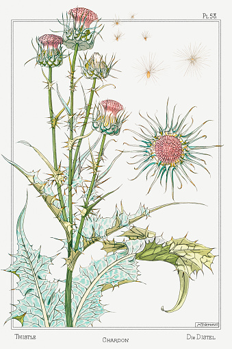 Botanical art  illustrated by Maurice Pillard Verneuil (1896)