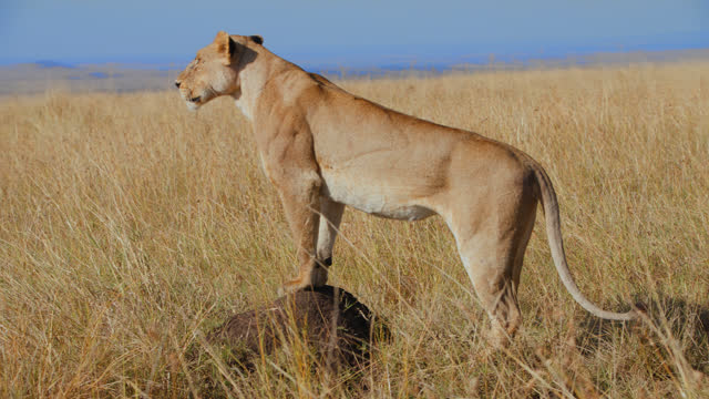 SLOW MOTION Lion standing on rock in grassy field on sunny wildlife reserve