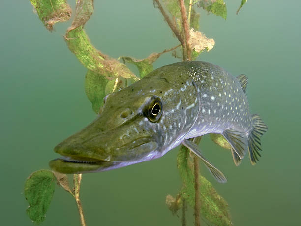istock Pike in the lake 147081859