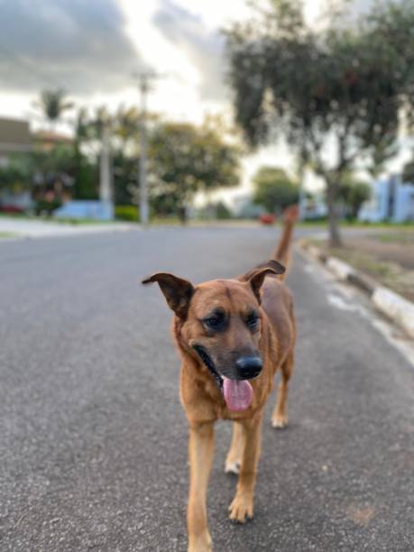 istock Happy dog on the street 1470819674