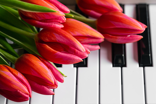 A bouquet of beautiful pink tulips on the piano keys, spring concept, music background.