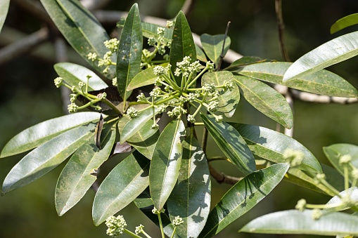 Inflorescence and leaves of a devils tree, Alstonia scholaris