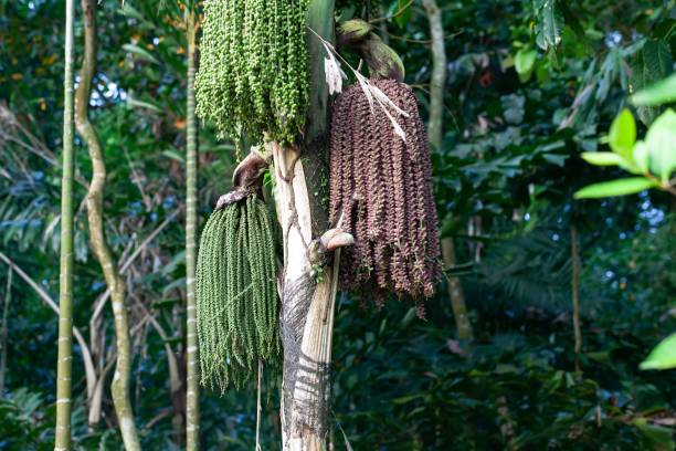 istock Clustering fishtail palm fruits, Caryota mitis 1470820640