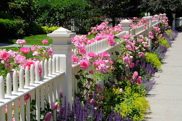 istock Garden Fence, Pink Roses 147082069