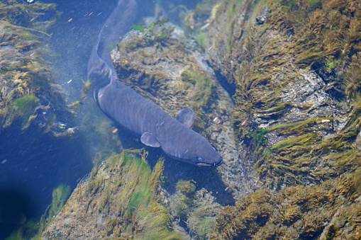 Atlantic Striped Bass  swimming in the aquarium close-up.