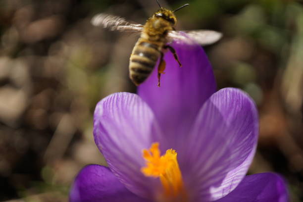A bee collects pollen on a spring crocus. A bee is sitting on a purple crocus. A bee on a spring flower. Nature wakes up by spring.