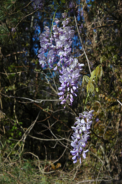 American Wisteria (W. frutescens) Found here on the side of a Georgia highway, USA wisteria frutescens stock pictures, royalty-free photos & images
