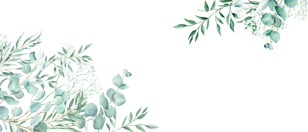 Floral watercolor banner. Green eucalyptus, olive, pistachio and gypsophila branches isolated on white background. Rustic romantic style. Floral design frame. Can be used for cards, wedding invitations, banners, blog templates.
