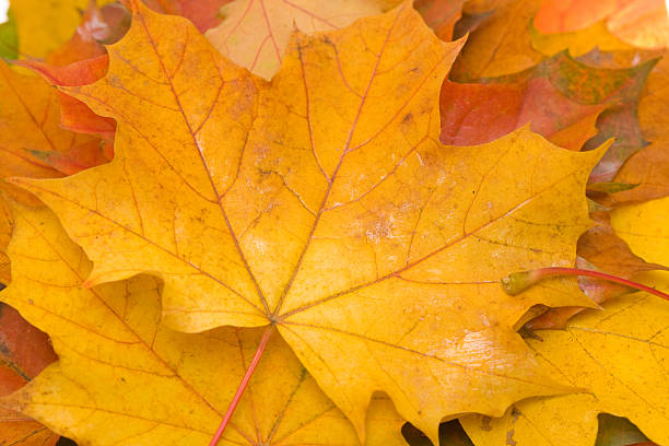 istock colors of autumn 147082491