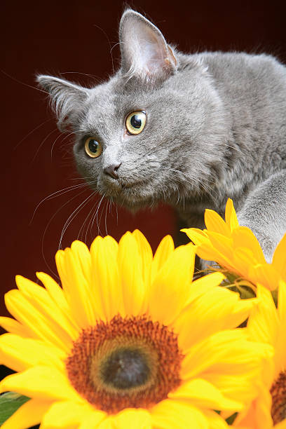 Cat and sunflower stock photo