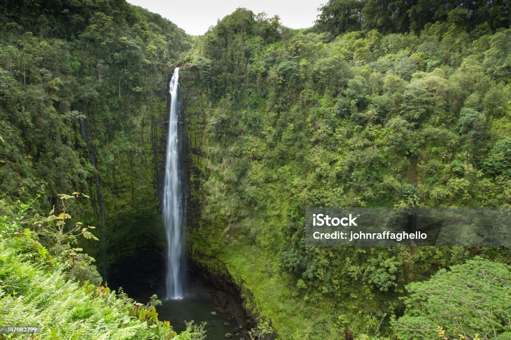 Akaka Falls Huge waterfall over 400 feet in height on the Big Island Of Hawaii 'Akaka Falls Stock Photo