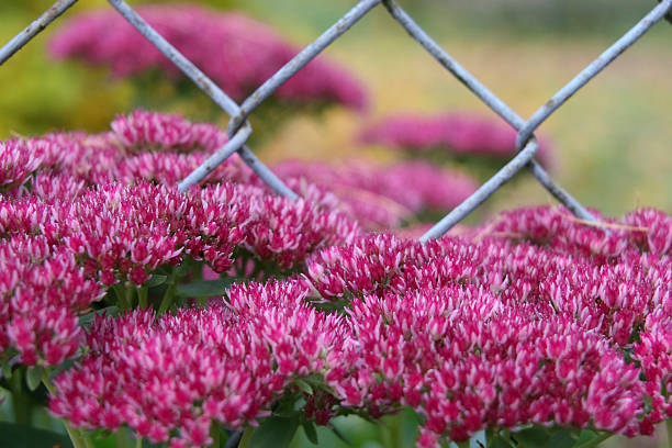 Jardin de fleurs - Photo