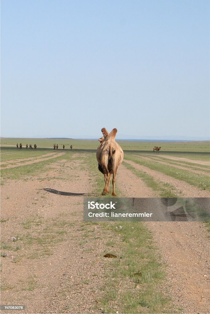 Camello - Foto de stock de Aire libre libre de derechos