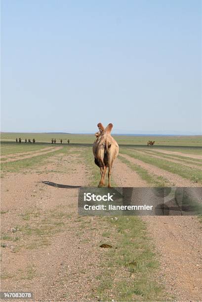 Cammello - Fotografie stock e altre immagini di Ambientazione esterna - Ambientazione esterna, Animale, Avventura