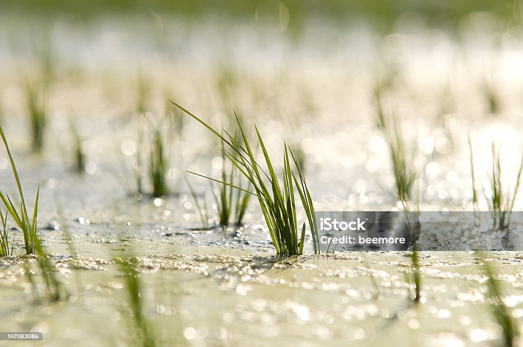 Рисовое поле - Стоковые фото Рисовое поле роялти-фри
