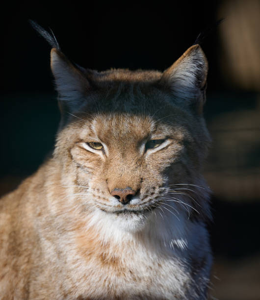 istock Portrait of a lynx in the sun 1470830893