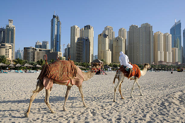 istock Camels on the Beach in Dubai 147083185