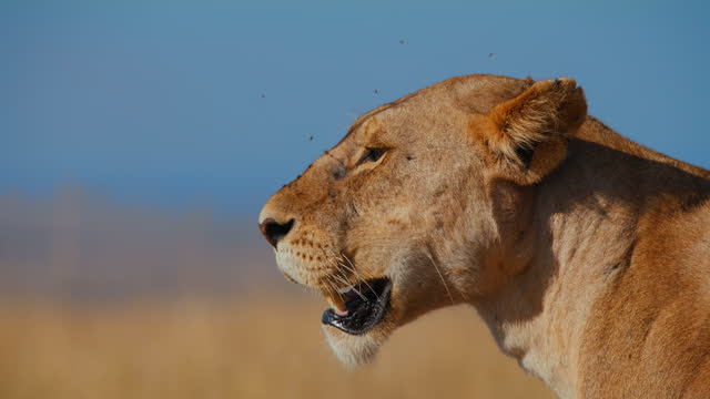 SLOW MOTION Close up profile flies on face of lion on sunny wildlife reserve