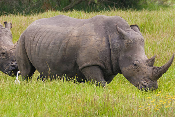 Two rhino grazing stock photo