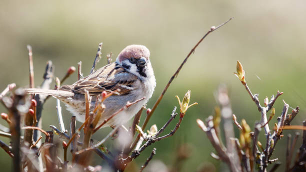 bruant oiseau en gros plan assis sur une branche d’arbuste aux feuilles jaunes et vertes séchées au printemps. belle vue sur le printemps - branch dry defocused close up photos et images de collection