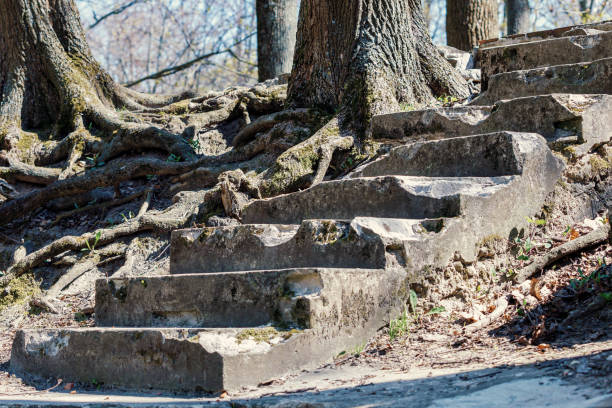 Very well-developed tree roots that grew on the forest hiking trail. The old and broken concrete stairs are visible, the ground and erosion has washed away the sand between the roots.