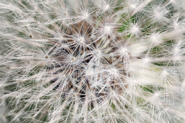 istock Dandelion. Dandelion fluff. Dandelion tranquil abstract closeup art background 1470832915